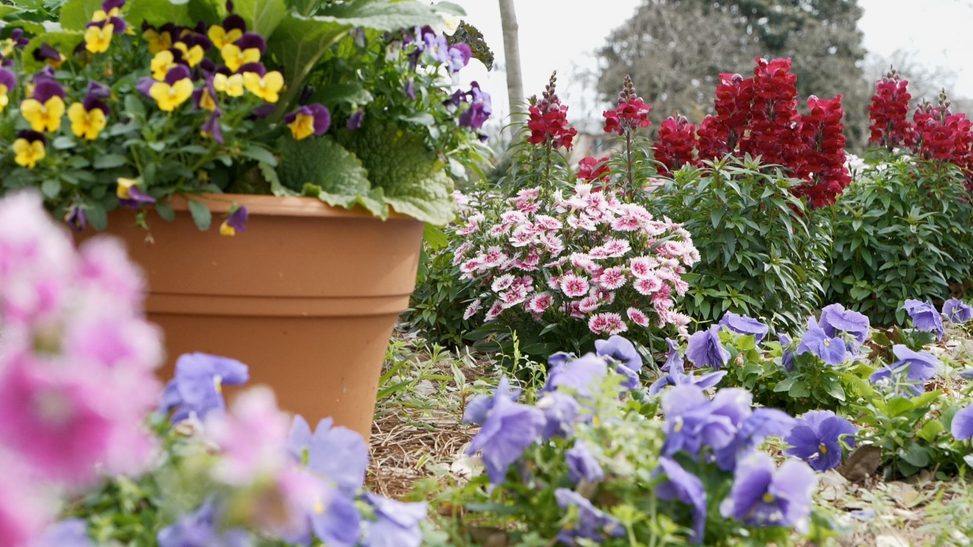 Winter doesn’t have to mean dull plants